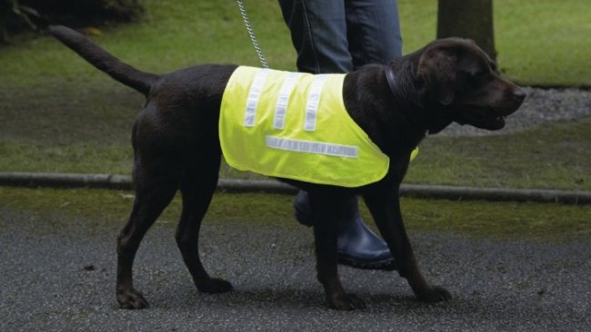 Reflective Dog Coat by Canine Concepts